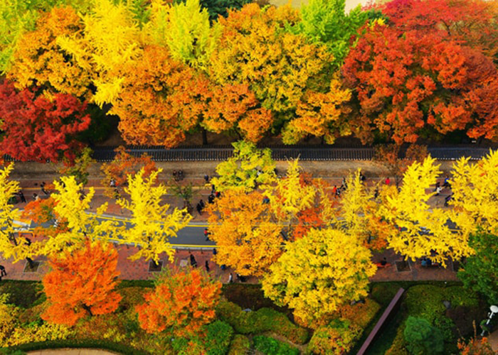 Du Lịch Hàn Quốc Mùa Thu 5 Ngày 4 Đêm